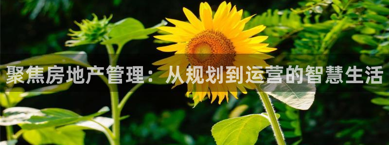 摩登4地7O667：聚焦房地产管理：从规划到运营的智慧生活